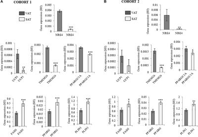 Neuregulin 4 Is a Novel Marker of Beige Adipocyte Precursor Cells in Human Adipose Tissue